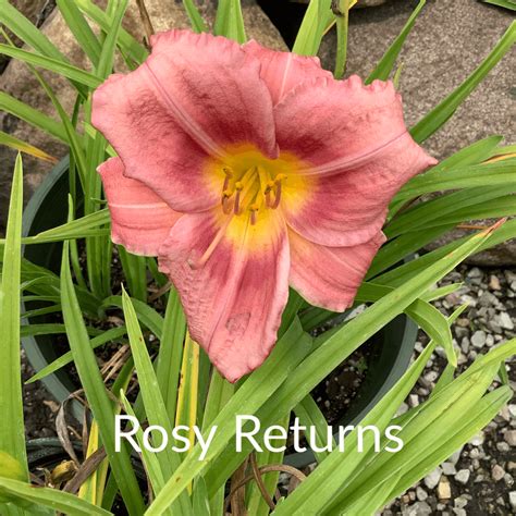 Rosy Returns Daylily - K & K Gardens