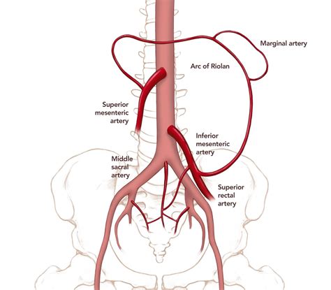Inferior Mesenteric Vein Location