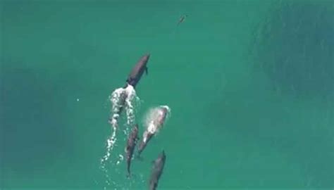 Watch - Rare footage of false killer whales hunting down a shark ...
