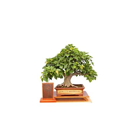 Buy Sacred Fig Bonsai Tree Seeds - 25+ Seeds - Ficus Religiosa, Sacred ...