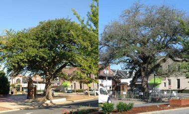 Auburn University releases Toomer's oaks before, after photos - al.com