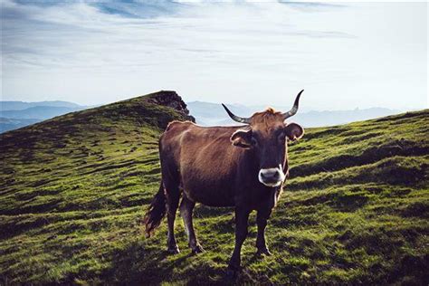 我做梦梦见一群牛啊从山上往屯子里进是啥意思（梦见一群牛啊从山上往屯子里进征兆）