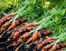 Image result for Carrot Pastries