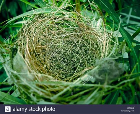 Nest Of Bulbul Bird High Resolution Stock Photography and Images - Alamy