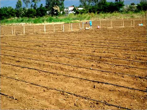 Image result for Fertigation Drip Irrigation