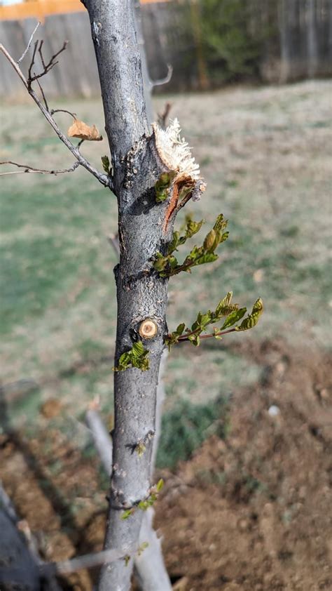 Finding Tree Root Flare 的图像结果