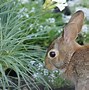 Image result for Feeding Wild Baby Bunny