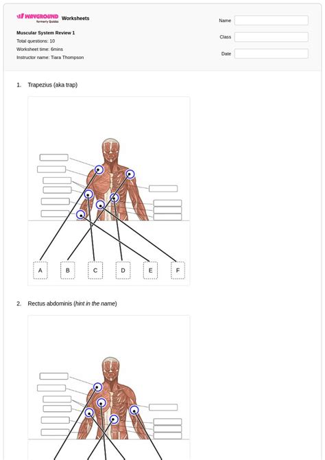 50+ Muscular System worksheets for Class 10 on Wayground | Free & Printable