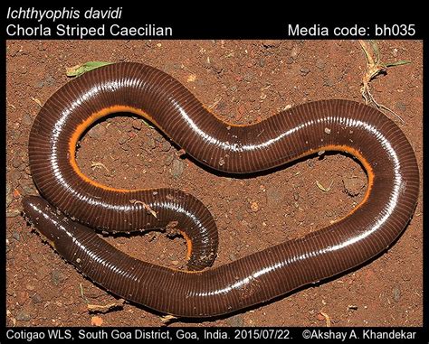 Ichthyophis davidi Bhatta, Dinesh, Prashanth, Kulkarni & Radhakrishan ...