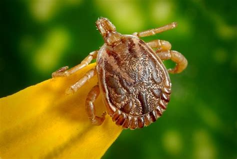 Lyme disease turns 25-year-old wheelchair-bound, leading to organ ...