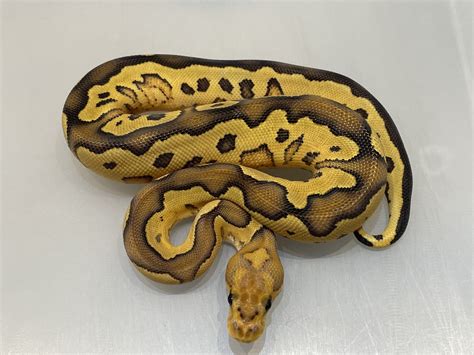 Image result for Voodoo Ball Python