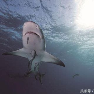 鲨鱼_360百科