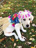 Image result for cute dogs costumes