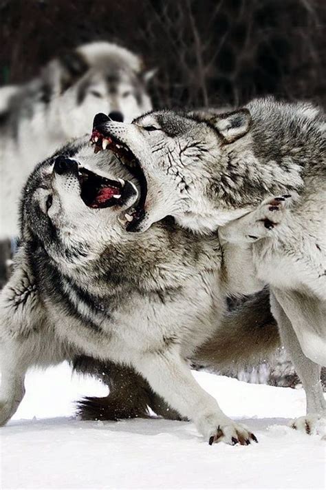 Wolves Fighting 的图像结果