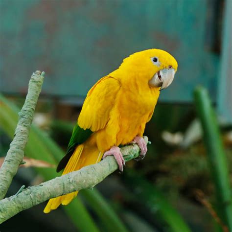 Image result for Conure Parrot Types