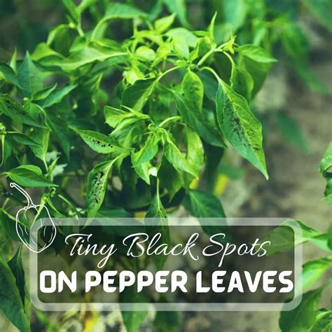Jalapeno Pepper Plant Leaves