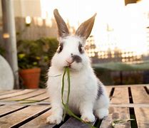 Image result for Cute Cuddly Bunnies