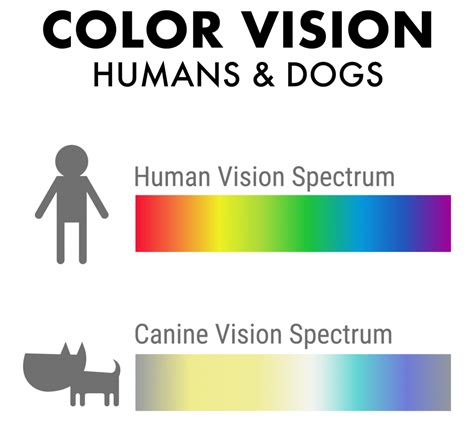 How Dogs See Colors 的图像结果