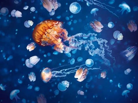 Sea Life & Legoland Discovery Centre Birmingham & Warwick Castle ...