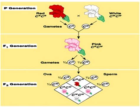 Image result for Simple Mendelian Inheritance Examples