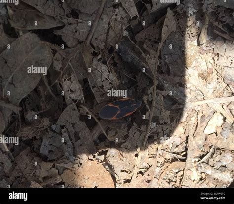 Eastern Boxelder Bug (Boisea trivittata) Insecta Stock Photo - Alamy