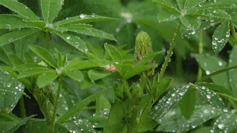 Rain Greenscreen Download 的图像结果