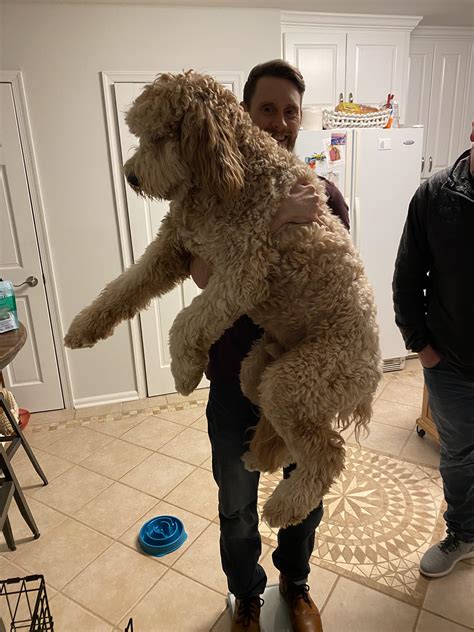 How Big Are Standard Goldendoodles