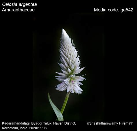 Celosia argentea | Butterfly