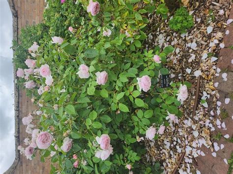 Roses grow on you - Reviews, Photos - David Austin Roses - Tripadvisor