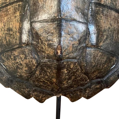 Image result for Mounting Snapping Turtle Shell