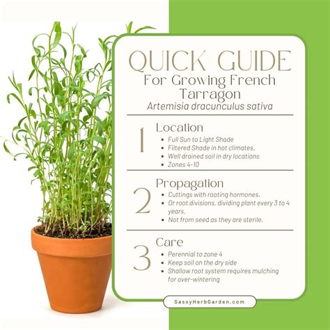 How to Grow French Tarragon: Simple Steps for Thriving Herbs