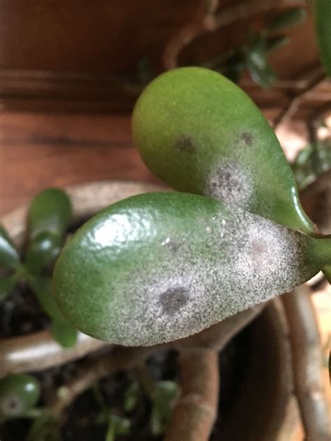 Image_original | Jade plants, Plant diseases, Orchid plant care