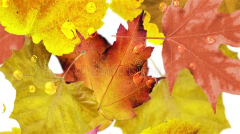 Image result for Fall Background Video Loop