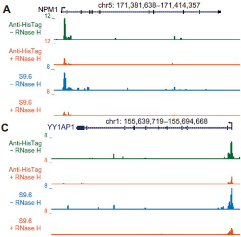 RNA Transcript Loop 的图像结果