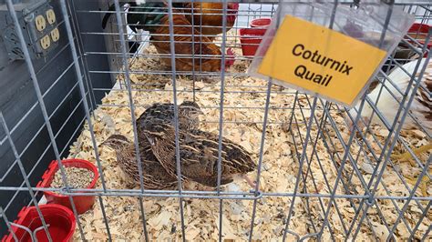 Pharaoh Coturnix Quail Chicks for Sale | Cackle Hatchery®