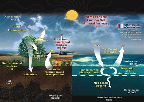 Carbon Cycle, Nitrogen Cycle, Phosphorus and Sulphur Cycle - PMF IAS