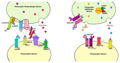 Neuropsychiatric Disorders Due to Limbic Encephalitis: Immunologic Aspect