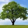 Write your thoughts about trees. - Brainly.in