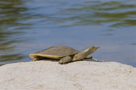 Image result for Bumpy Shell Turtle