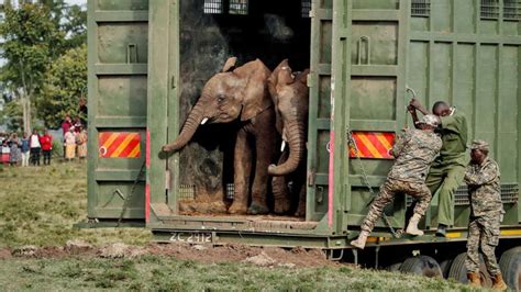 350 elephants mysteriously died in 2020. We finally know what happened