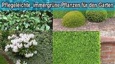 schnellwachsende pflanze als sichtschutz immergr 252 ne hecken pflanzen f 252 r den garten winterharte schnellwachsende pflanze als sichtschutz immergr 252 ne hecken pflanzen f 252 r den garten winterharte