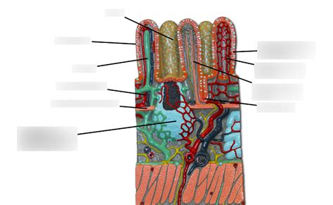 Image result for Small Intestine Lymph Nodes