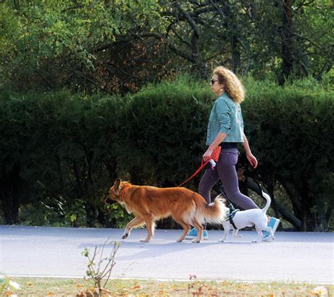 Woman Dogs Walking - Free photo on Pixabay - Pixabay