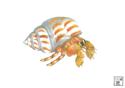 Hermit Crab Drawing at GetDrawings | Free download