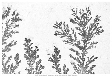 Patterns in Nature – Jordan Ewert Photography