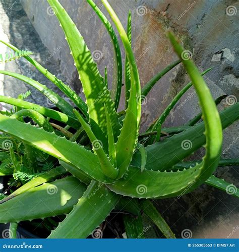 Aloe Vera is a Plant Species with Thick Fleshy Leaves from the Genus ...