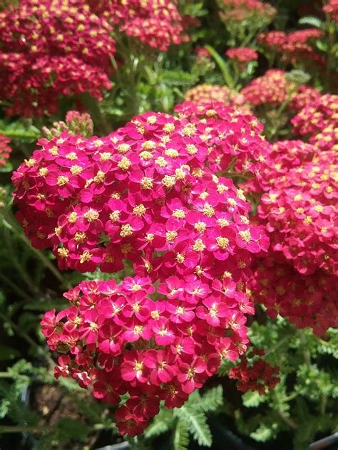 Achillea Paprika in 75mm Supergro Tube – Trigg Plants