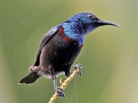Anjouan Sunbird - eBird