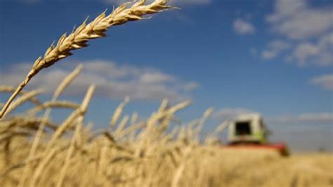 Harvesting Success: India's Wheat Procurement Soars to New Heights ...