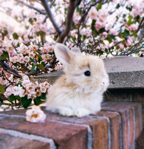 Pin on Bunnies!!